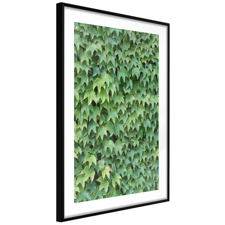 Wall Poster Dense Ivy - botanical composition filled with green leaves 121883 additionalImage 11