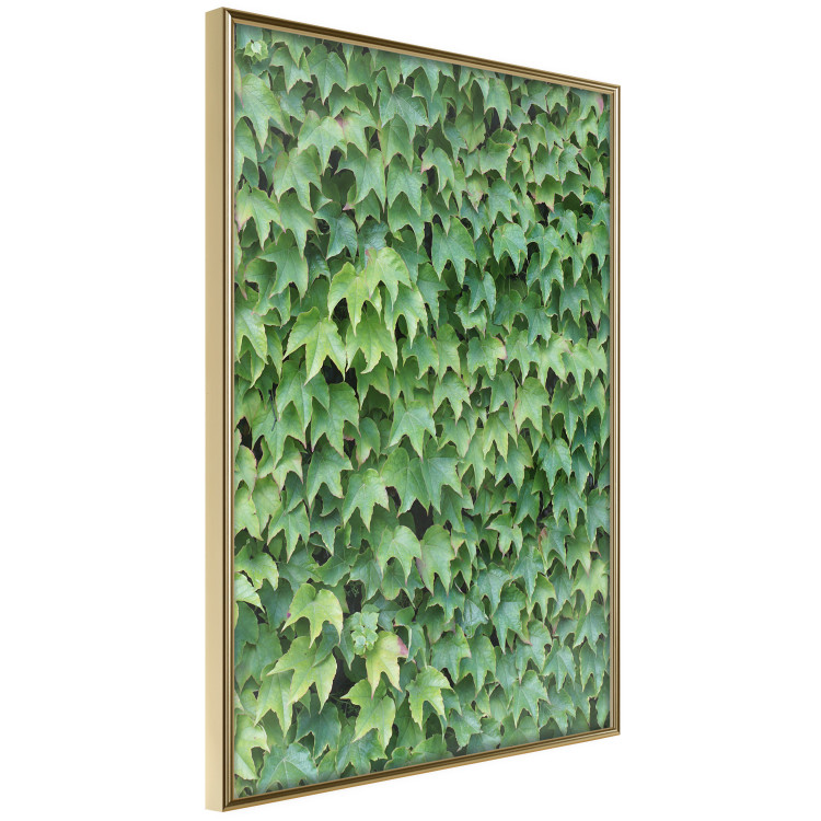 Wall Poster Dense Ivy - botanical composition filled with green leaves 121883 additionalImage 12
