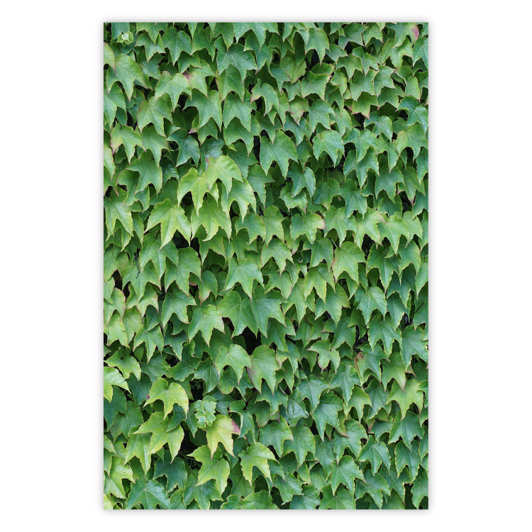 Wall Poster Dense Ivy - botanical composition filled with green leaves 121883