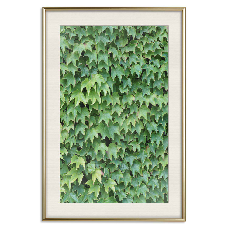 Wall Poster Dense Ivy - botanical composition filled with green leaves 121883 additionalImage 19