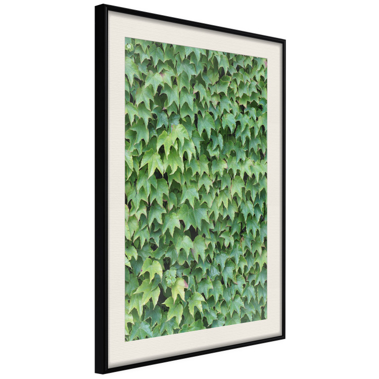 Wall Poster Dense Ivy - botanical composition filled with green leaves 121883 additionalImage 3