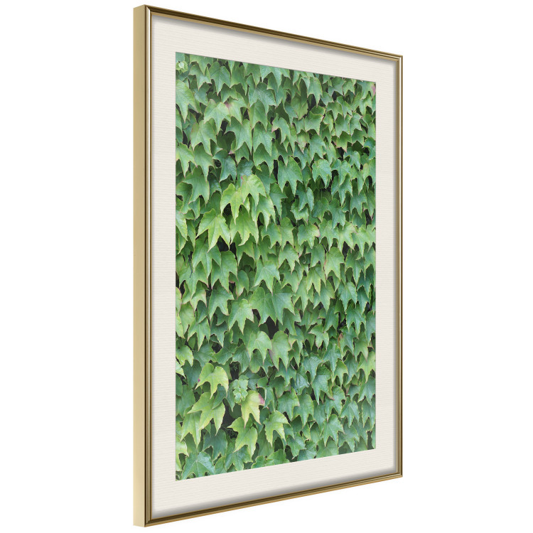 Wall Poster Dense Ivy - botanical composition filled with green leaves 121883 additionalImage 2