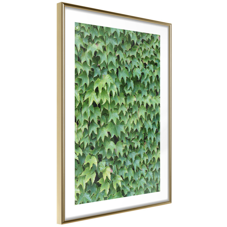 Wall Poster Dense Ivy - botanical composition filled with green leaves 121883 additionalImage 8