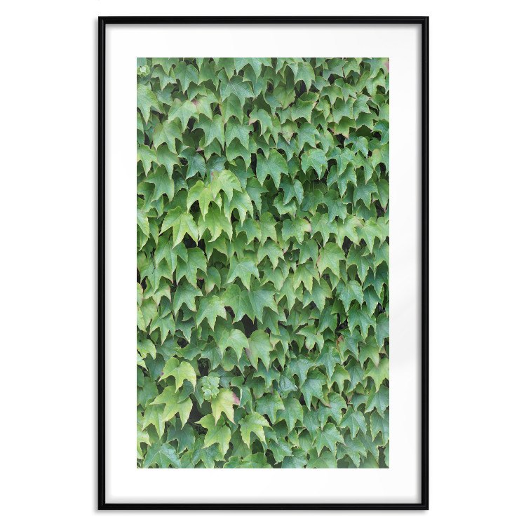 Wall Poster Dense Ivy - botanical composition filled with green leaves 121883 additionalImage 17