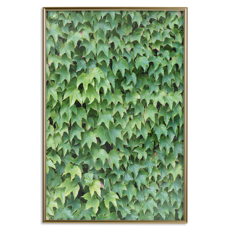 Wall Poster Dense Ivy - botanical composition filled with green leaves 121883 additionalImage 20