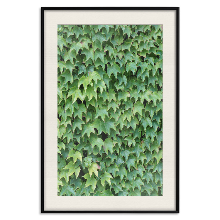 Wall Poster Dense Ivy - botanical composition filled with green leaves 121883 additionalImage 18