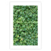 Wall Poster Dense Ivy - botanical composition filled with green leaves 121883 additionalThumb 19