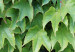 Wall Poster Dense Ivy - botanical composition filled with green leaves 121883 additionalThumb 11