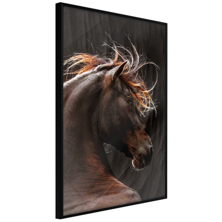 Poster Fiery Wind - portrait of a proud horse with brown fur on a black background 126883 additionalImage 11