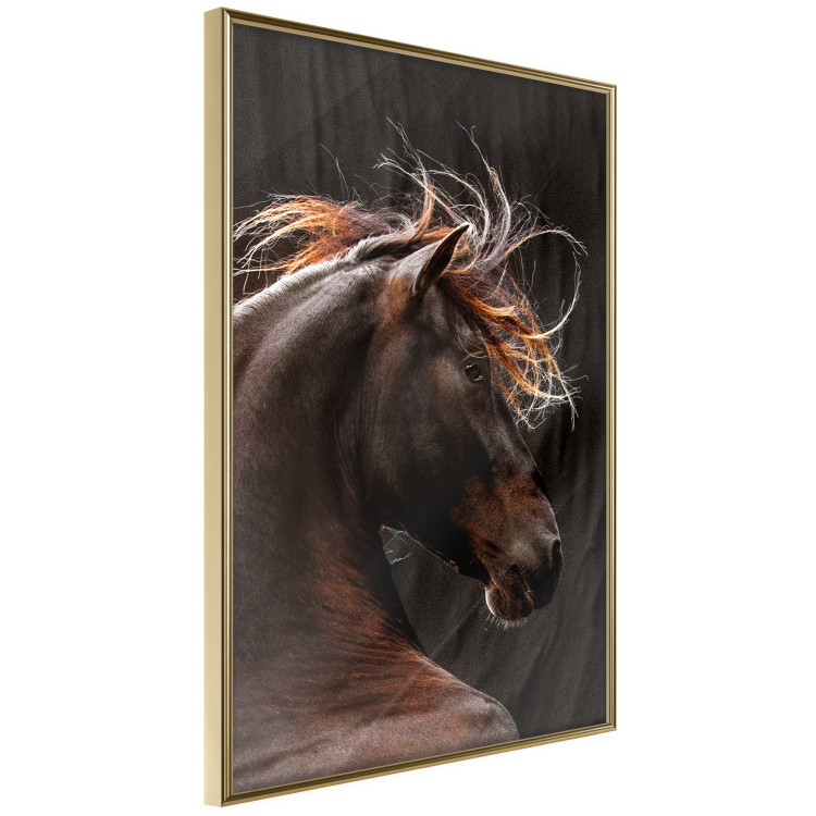 Poster Fiery Wind - portrait of a proud horse with brown fur on a black background 126883 additionalImage 12