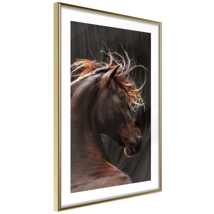 Poster Fiery Wind - portrait of a proud horse with brown fur on a black background 126883 additionalImage 7