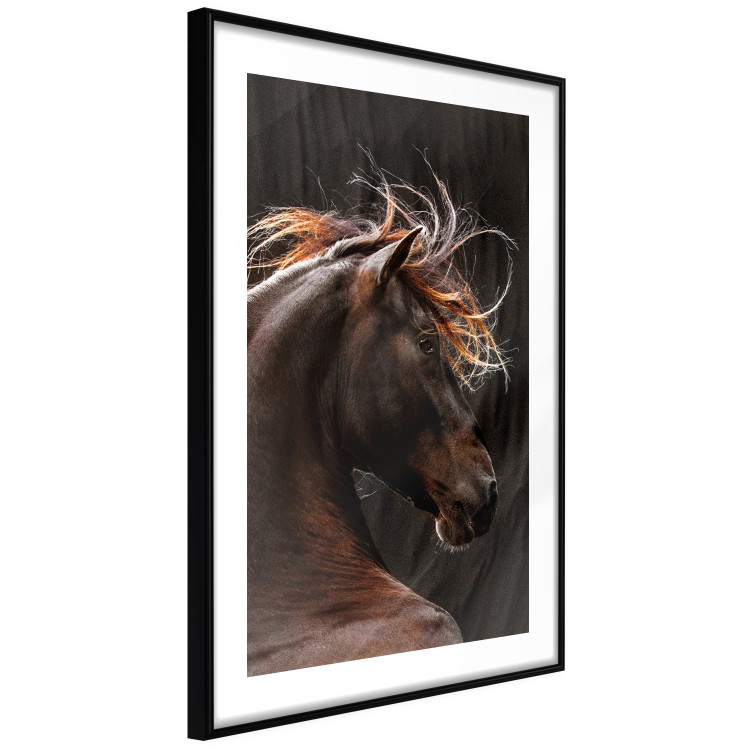Poster Fiery Wind - portrait of a proud horse with brown fur on a black background 126883 additionalImage 6