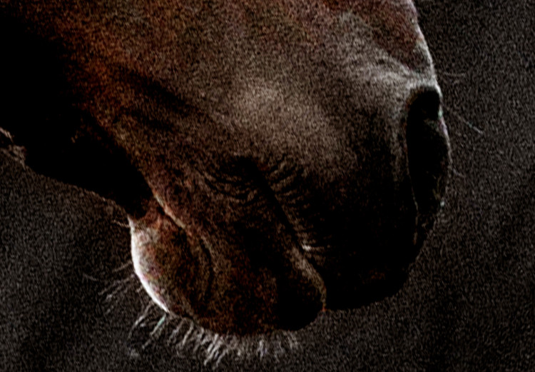 Poster Fiery Wind - portrait of a proud horse with brown fur on a black background 126883 additionalImage 9