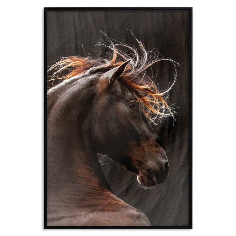 Poster Fiery Wind - portrait of a proud horse with brown fur on a black background 126883 additionalImage 20