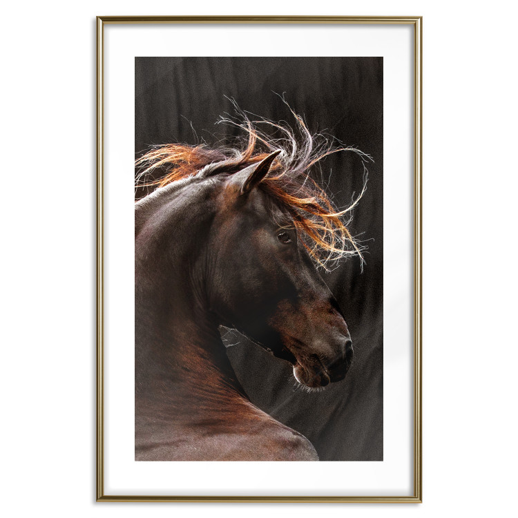 Poster Fiery Wind - portrait of a proud horse with brown fur on a black background 126883 additionalImage 16