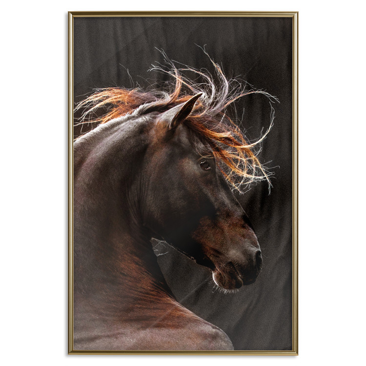 Poster Fiery Wind - portrait of a proud horse with brown fur on a black background 126883 additionalImage 19
