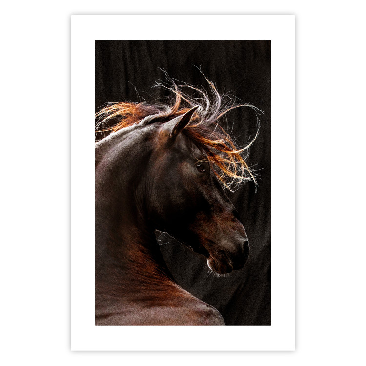 Poster Fiery Wind - portrait of a proud horse with brown fur on a black background 126883 additionalImage 17