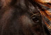 Poster Fiery Wind - portrait of a proud horse with brown fur on a black background 126883 additionalThumb 10