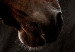Poster Fiery Wind - portrait of a proud horse with brown fur on a black background 126883 additionalThumb 9