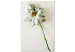 Canvas Dried Memory (1-piece) Vertical - flower on white background 130283