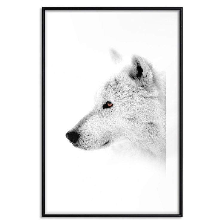 Poster Amber Gaze - portrait of a wolf with a yellow eye on a white background 126293 additionalImage 15