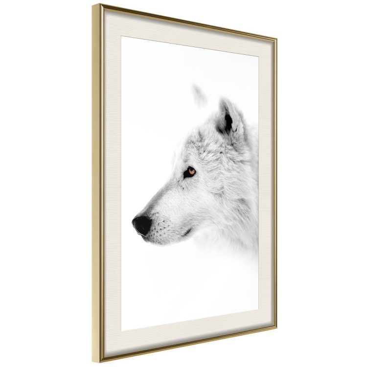 Poster Amber Gaze - portrait of a wolf with a yellow eye on a white background 126293 additionalImage 3
