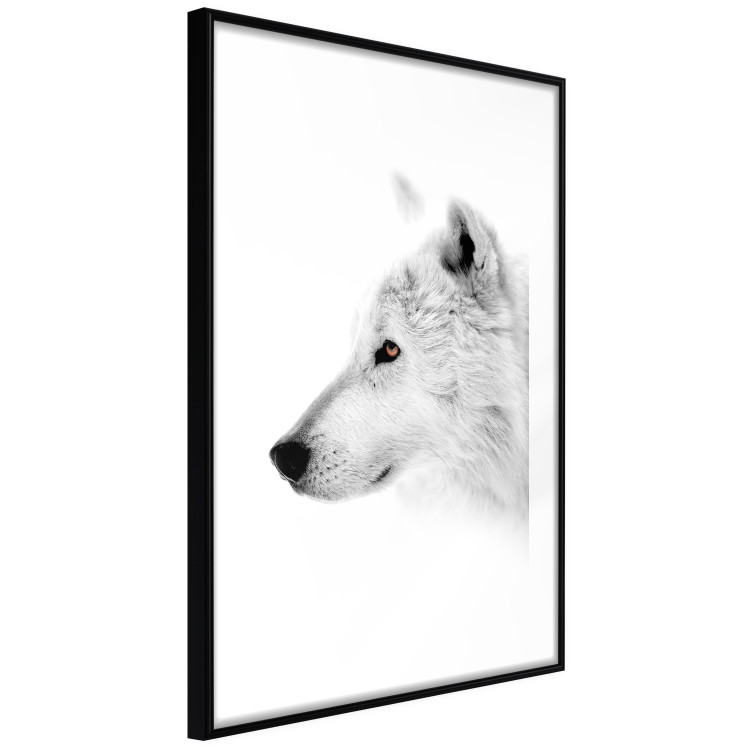 Poster Amber Gaze - portrait of a wolf with a yellow eye on a white background 126293 additionalImage 6