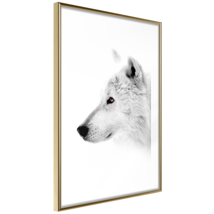 Poster Amber Gaze - portrait of a wolf with a yellow eye on a white background 126293 additionalImage 9