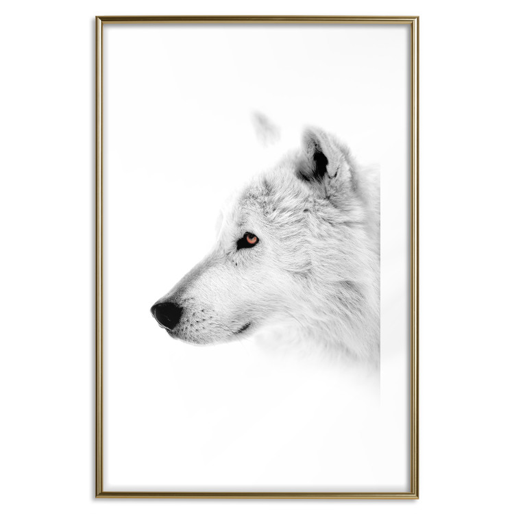 Poster Amber Gaze - portrait of a wolf with a yellow eye on a white background 126293 additionalImage 16