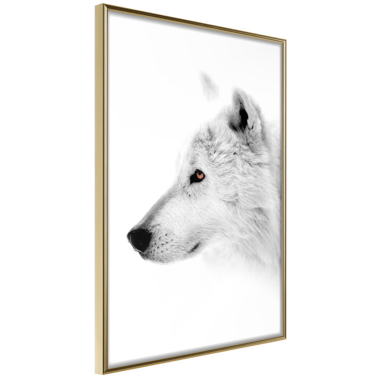 Poster Amber Gaze - portrait of a wolf with a yellow eye on a white background 126293 additionalImage 14