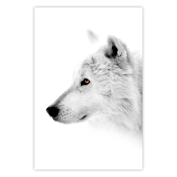 Poster Amber Gaze - portrait of a wolf with a yellow eye on a white background 126293