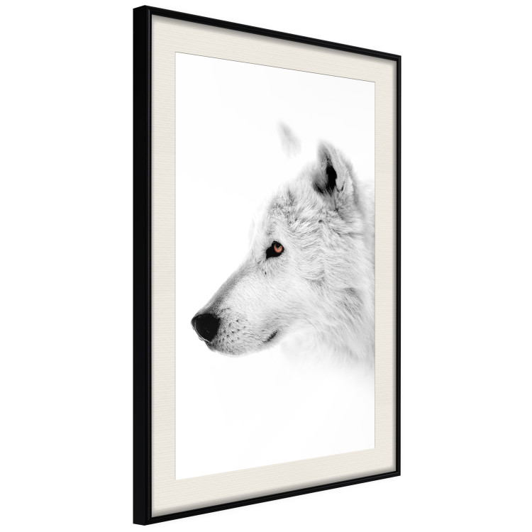 Poster Amber Gaze - portrait of a wolf with a yellow eye on a white background 126293 additionalImage 2