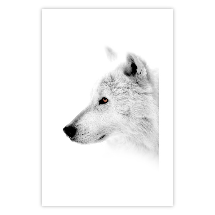 Poster Amber Gaze - portrait of a wolf with a yellow eye on a white background 126293 additionalImage 25