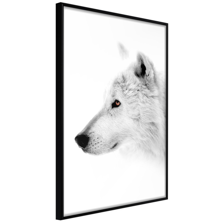 Poster Amber Gaze - portrait of a wolf with a yellow eye on a white background 126293 additionalImage 13
