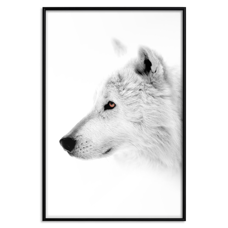 Poster Amber Gaze - portrait of a wolf with a yellow eye on a white background 126293 additionalImage 16