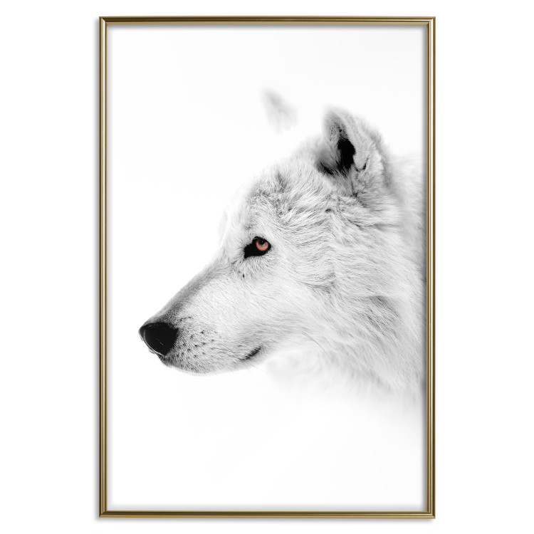 Poster Amber Gaze - portrait of a wolf with a yellow eye on a white background 126293 additionalImage 21