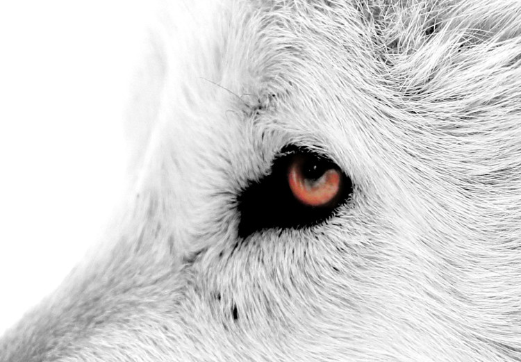 Poster Amber Gaze - portrait of a wolf with a yellow eye on a white background 126293 additionalImage 10