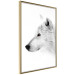 Poster Amber Gaze - portrait of a wolf with a yellow eye on a white background 126293 additionalThumb 12