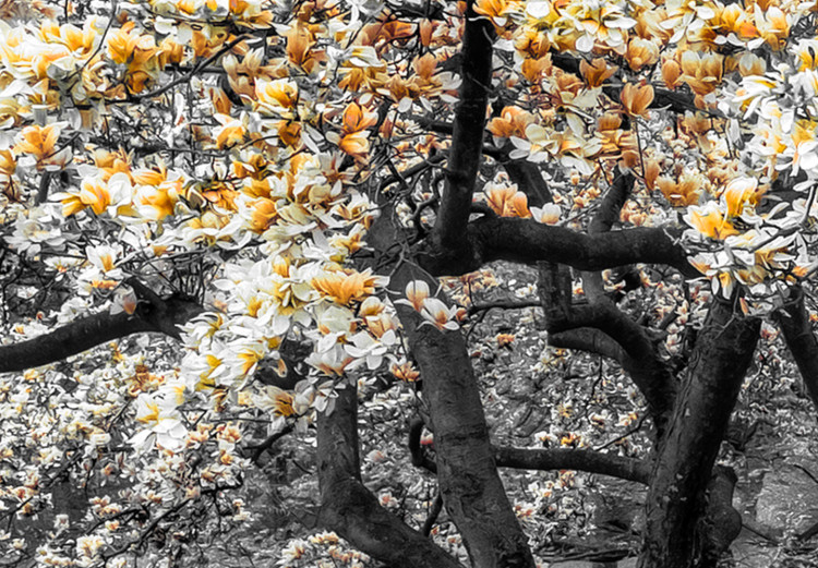 Canvas Blooming Magnolias - triptych with magnolia trees and yellow flowers 128793 additionalImage 5