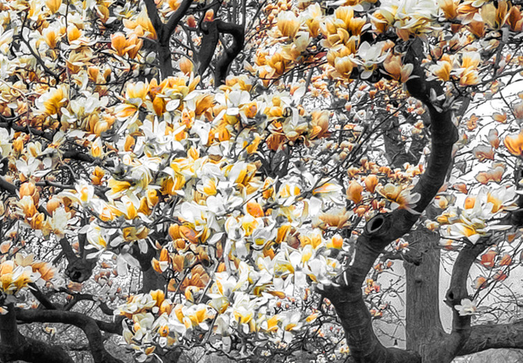 Canvas Blooming Magnolias - triptych with magnolia trees and yellow flowers 128793 additionalImage 4