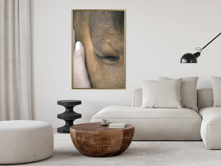 Poster Soothing Touch - human hand gently touching the face of a brown horse 130293 additionalImage 5