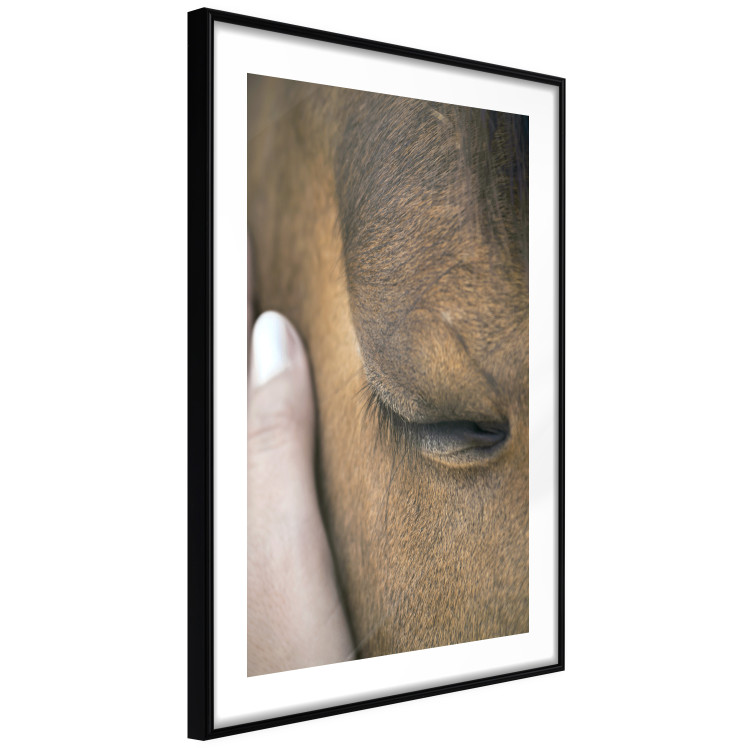 Poster Soothing Touch - human hand gently touching the face of a brown horse 130293 additionalImage 6