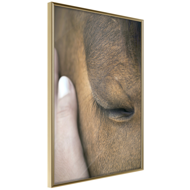 Poster Soothing Touch - human hand gently touching the face of a brown horse 130293 additionalImage 14