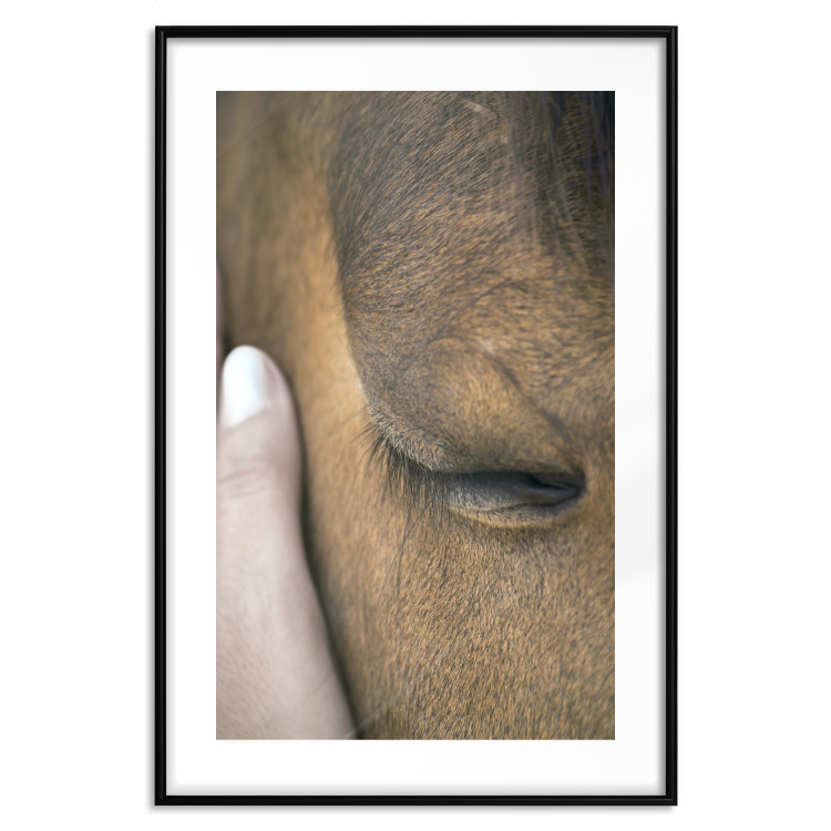 Poster Soothing Touch - human hand gently touching the face of a brown horse 130293 additionalImage 15