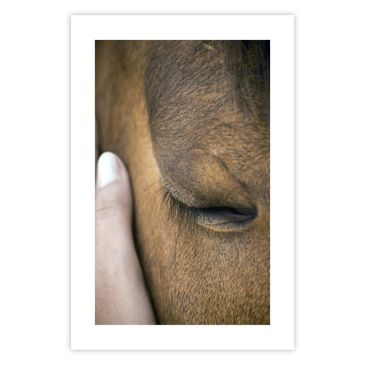 Poster Soothing Touch - human hand gently touching the face of a brown horse 130293 additionalImage 25