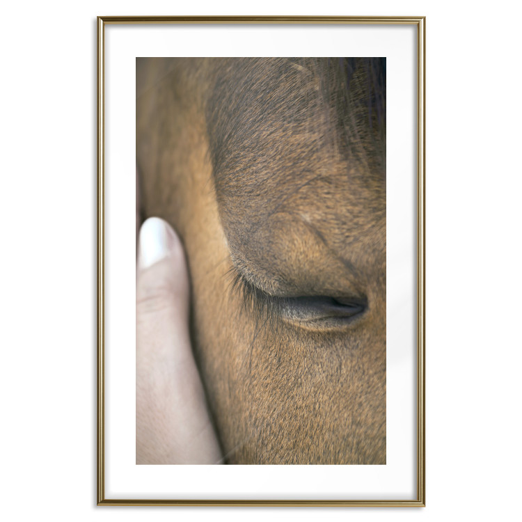 Poster Soothing Touch - human hand gently touching the face of a brown horse 130293 additionalImage 16