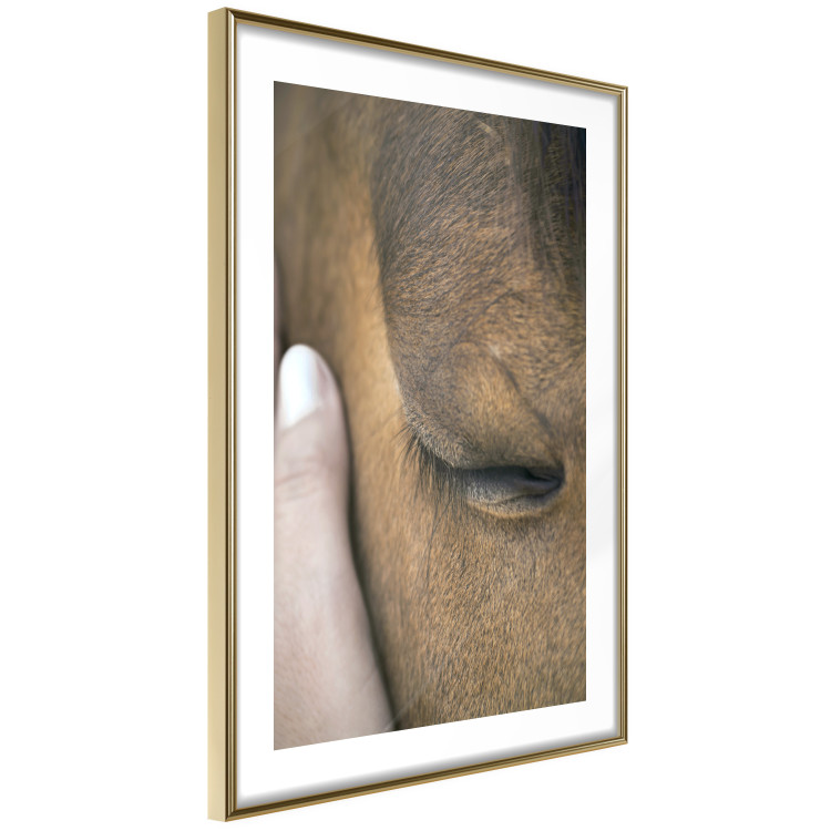 Poster Soothing Touch - human hand gently touching the face of a brown horse 130293 additionalImage 7
