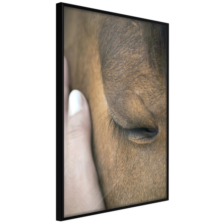 Poster Soothing Touch - human hand gently touching the face of a brown horse 130293 additionalImage 11