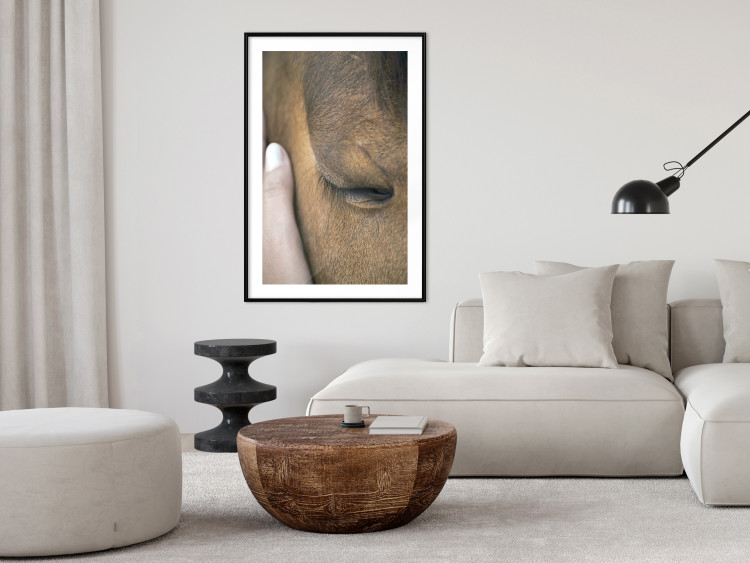 Poster Soothing Touch - human hand gently touching the face of a brown horse 130293 additionalImage 14