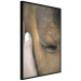 Poster Soothing Touch - human hand gently touching the face of a brown horse 130293 additionalThumb 13